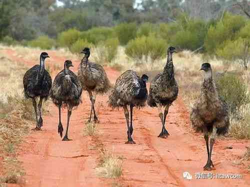 奔跑在澳洲大陆的鸟类-鸸鹋-插图15
