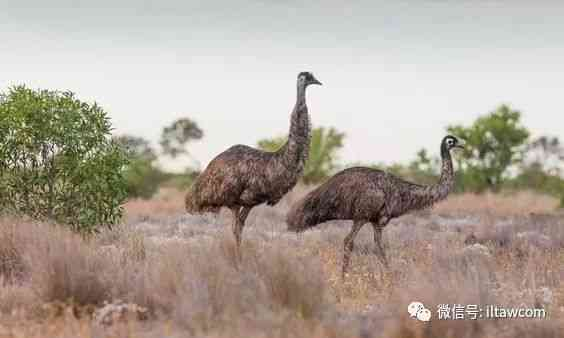 奔跑在澳洲大陆的鸟类-鸸鹋-插图17