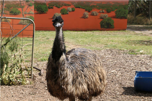 鸸鹋（澳洲鸵鸟）的养殖技术-插图