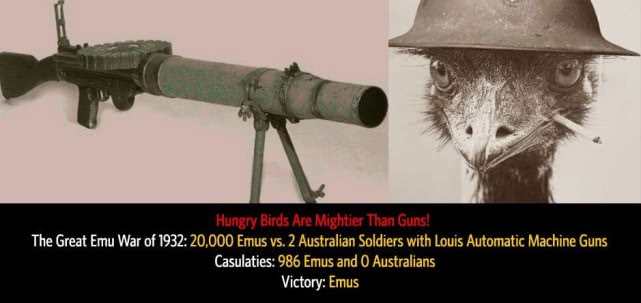 澳大利亚士兵曾经两次输给一种鸟，它就是鸸鹋-插图5