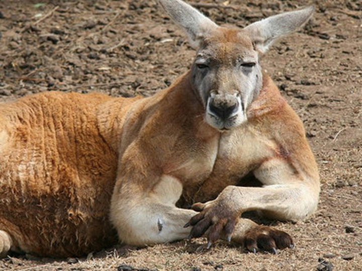 澳大利亚有哪些独有的动物？-插图3