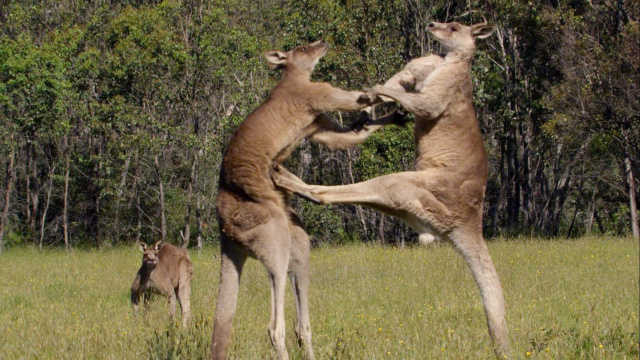 澳大利亚有哪些独有的动物？-插图123