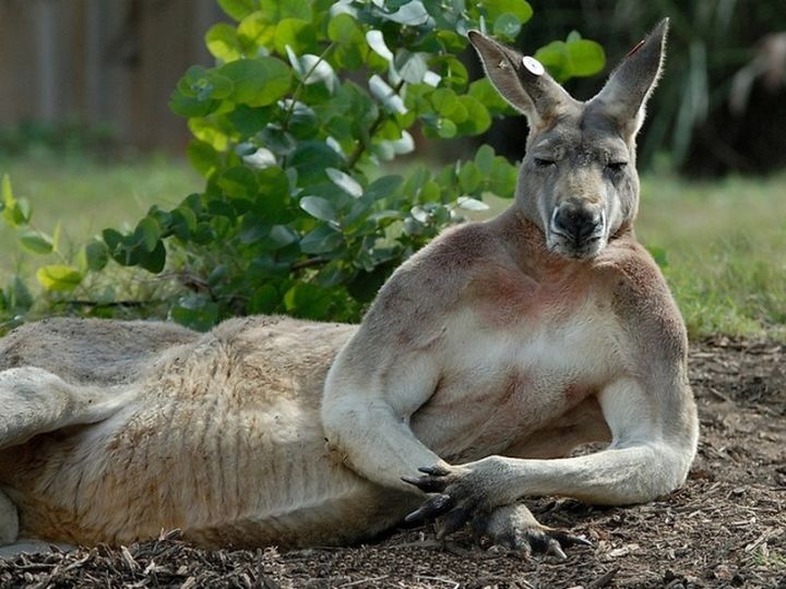澳大利亚有哪些独有的动物？-插图122
