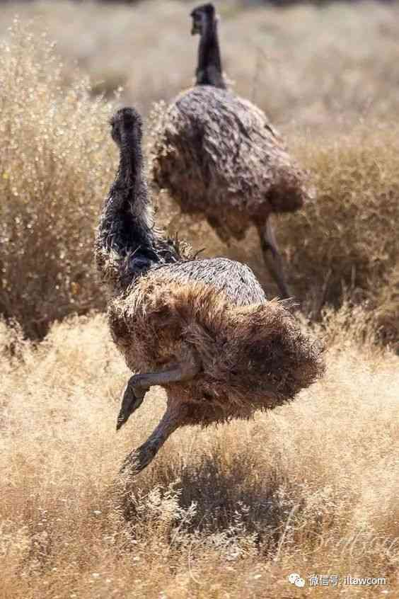 奔跑在澳洲大陆的鸟类-鸸鹋-插图12
