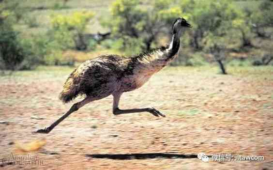 奔跑在澳洲大陆的鸟类-鸸鹋-插图13