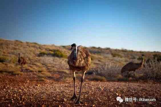 奔跑在澳洲大陆的鸟类-鸸鹋-插图24