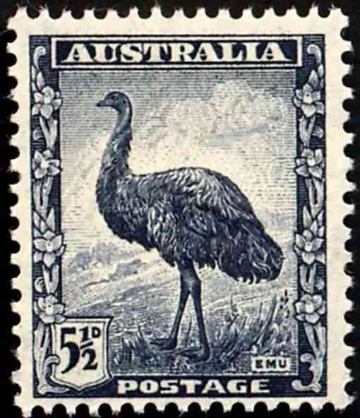 奔跑在澳洲大陆的鸟类-鸸鹋-插图28