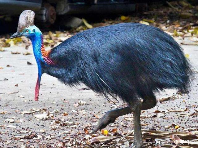 澳大利亚国鸟鸸鹋和“杀人鸟”鹤鸵，谁攻击力更强？脚指甲真长-插图8