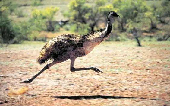 这种大鸟可不是你印象中的鸵鸟，而是澳洲神鸟-插图2