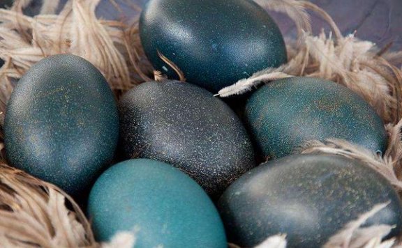鸸鹋蛋怎么吃 鸸鹋蛋的营养价值与功效